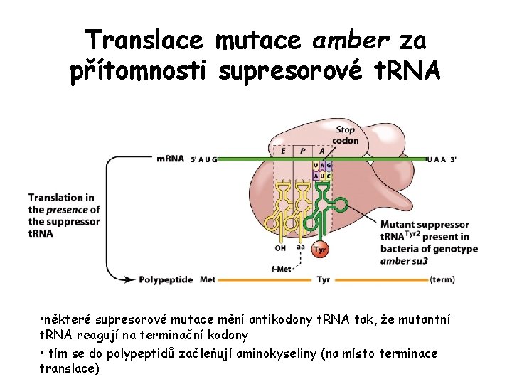 Translace mutace amber za přítomnosti supresorové t. RNA • některé supresorové mutace mění antikodony Translace mutace amber za přítomnosti supresorové t. RNA • některé supresorové mutace mění antikodony