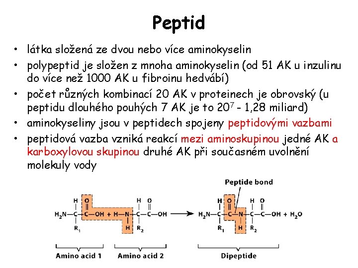 Peptid • látka složená ze dvou nebo více aminokyselin • polypeptid je složen z Peptid • látka složená ze dvou nebo více aminokyselin • polypeptid je složen z