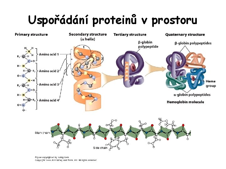 Uspořádání proteinů v prostoru Uspořádání proteinů v prostoru
