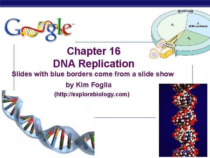 Chapter 16 DNA Replication Slides with blue borders come from a slide show by