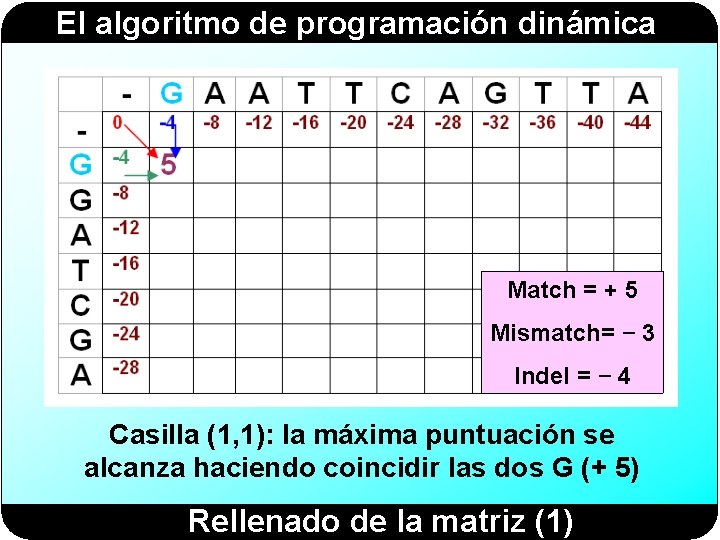 El algoritmo de programación dinámica Match = + 5 Mismatch= − 3 Indel =