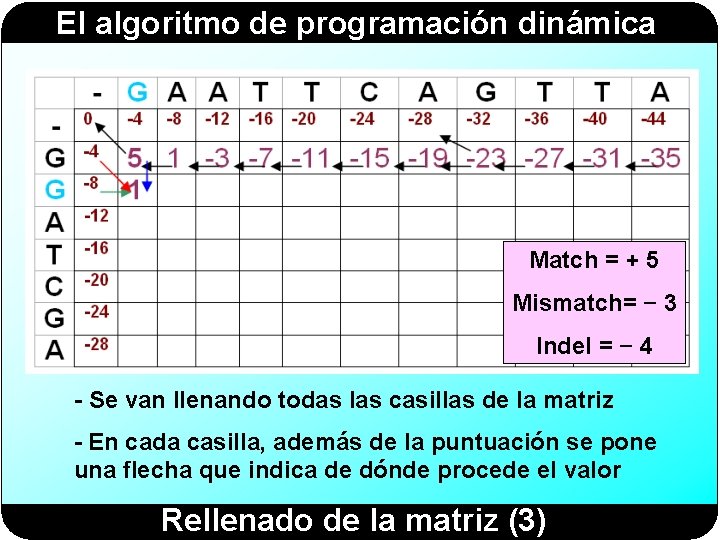 El algoritmo de programación dinámica Match = + 5 Mismatch= − 3 Indel =