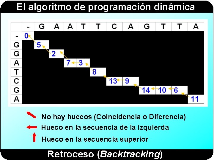 El algoritmo de programación dinámica No hay huecos (Coincidencia o Diferencia) Hueco en la