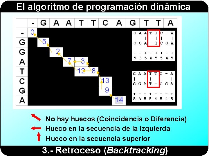 El algoritmo de programación dinámica No hay huecos (Coincidencia o Diferencia) Hueco en la