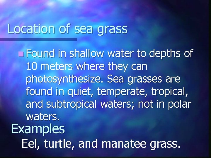 Location of sea grass n Found in shallow water to depths of 10 meters