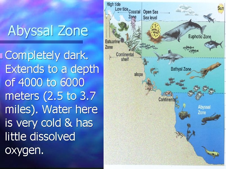 Abyssal Zone n Completely dark. Extends to a depth of 4000 to 6000 meters