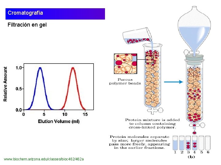Cromatografía Filtración en gel • www. biochem. arizona. edu/classes/bioc 462/462 a 