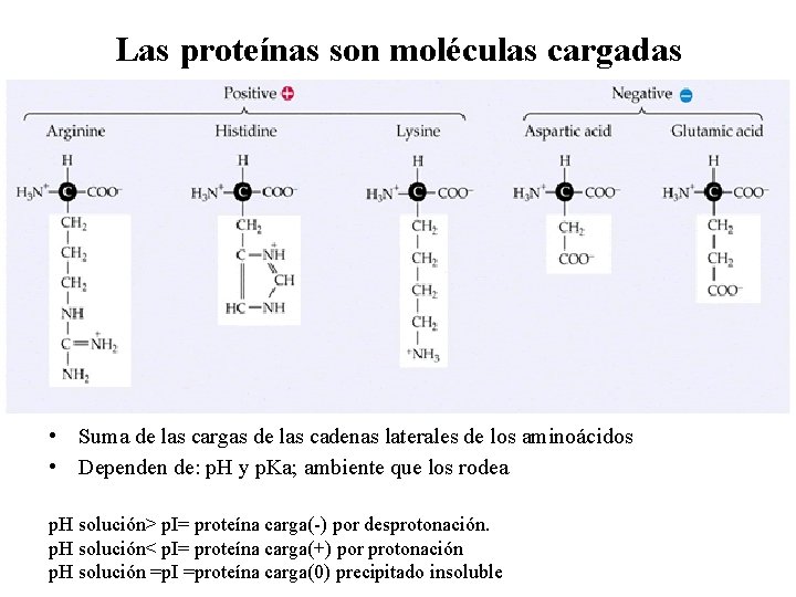 Las proteínas son moléculas cargadas • De • Suma de las cargas de las