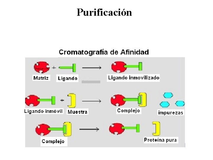 Purificación 