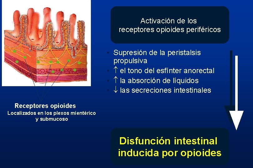 Activación de los receptores opioides periféricos • Supresión de la peristalsis propulsiva • el Activación de los receptores opioides periféricos • Supresión de la peristalsis propulsiva • el