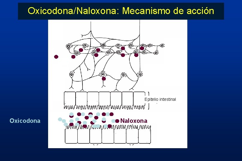 Oxicodona/Naloxona: Mecanismo de acción Epitelio intestinal Oxicodona Naloxona Oxicodona/Naloxona: Mecanismo de acción Epitelio intestinal Oxicodona Naloxona