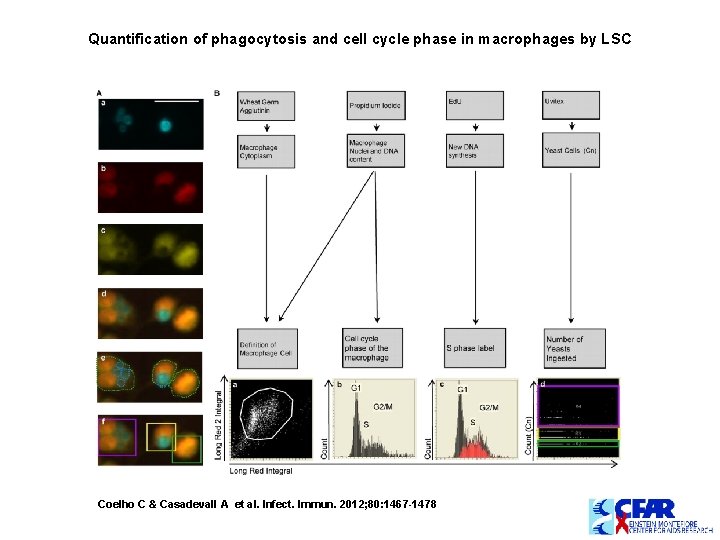 Quantification of phagocytosis and cell cycle phase in macrophages by LSC Coelho C & Quantification of phagocytosis and cell cycle phase in macrophages by LSC Coelho C &