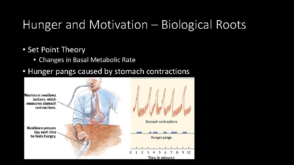 Hunger and Motivation – Biological Roots • Set Point Theory • Changes in Basal