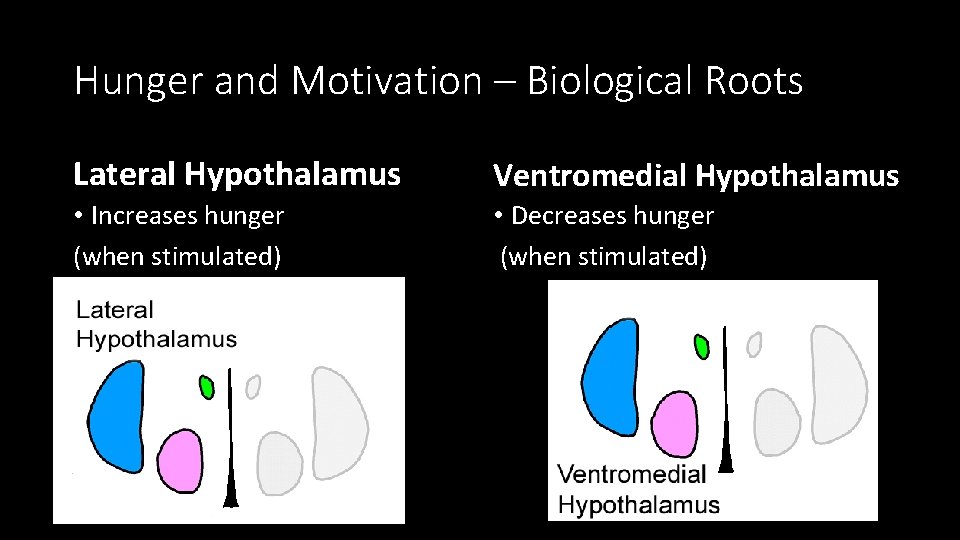 Hunger and Motivation – Biological Roots Lateral Hypothalamus Ventromedial Hypothalamus • Increases hunger (when