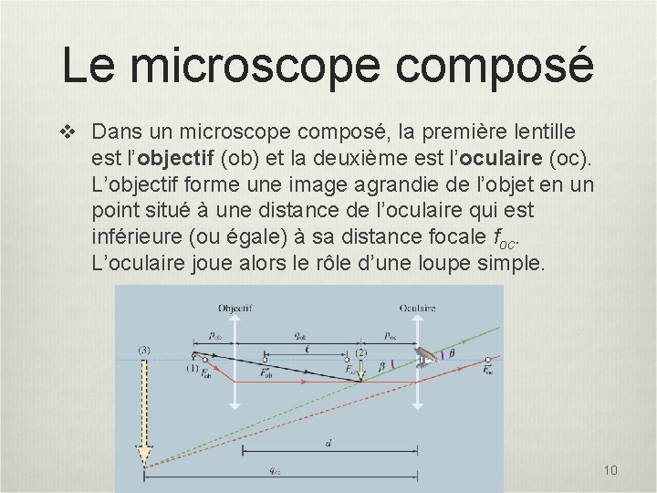 Le microscope composé v Dans un microscope composé, la première lentille est l’objectif (ob)