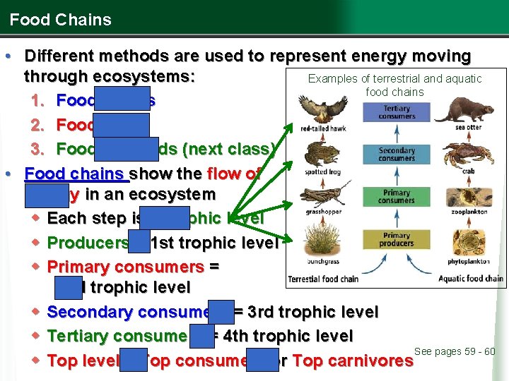 Food Chains • Different methods are used to represent energy moving through ecosystems: Examples