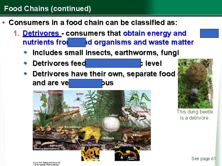 Food Chains (continued) • Consumers in a food chain can be classified as: 1.