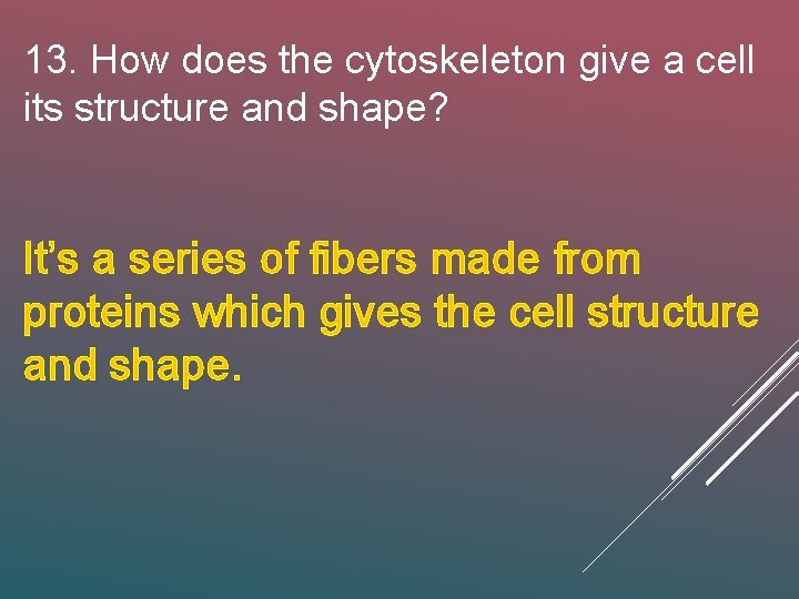 13. How does the cytoskeleton give a cell its structure and shape? It’s a