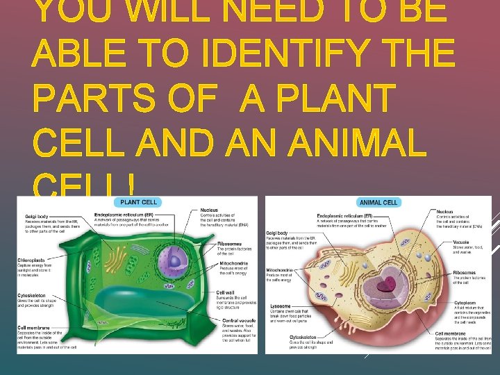 YOU WILL NEED TO BE ABLE TO IDENTIFY THE PARTS OF A PLANT CELL