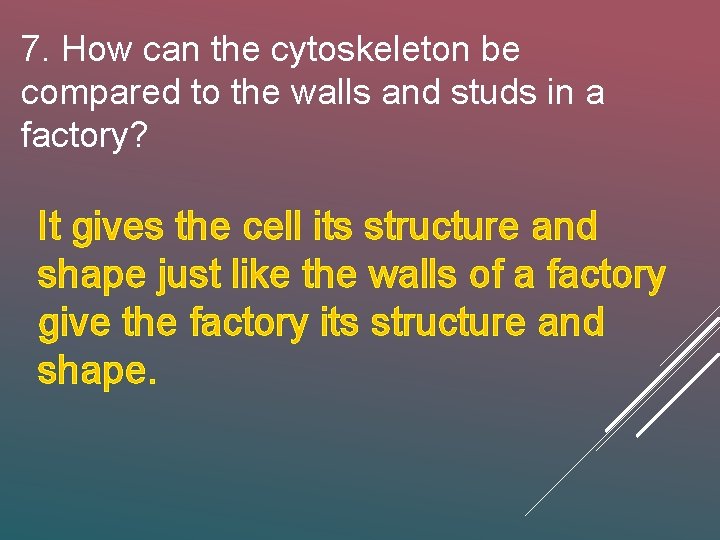 7. How can the cytoskeleton be compared to the walls and studs in a