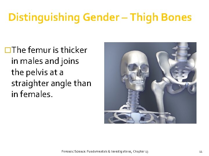 Distinguishing Gender – Thigh Bones �The femur is thicker in males and joins the Distinguishing Gender – Thigh Bones �The femur is thicker in males and joins the