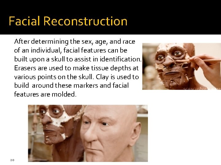 Facial Reconstruction After determining the sex, age, and race of an individual, facial features Facial Reconstruction After determining the sex, age, and race of an individual, facial features
