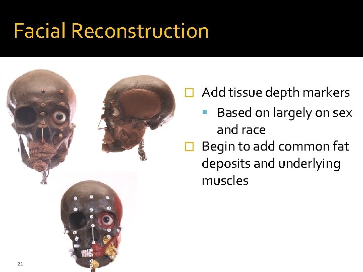 Facial Reconstruction Add tissue depth markers Based on largely on sex and race � Facial Reconstruction Add tissue depth markers Based on largely on sex and race �