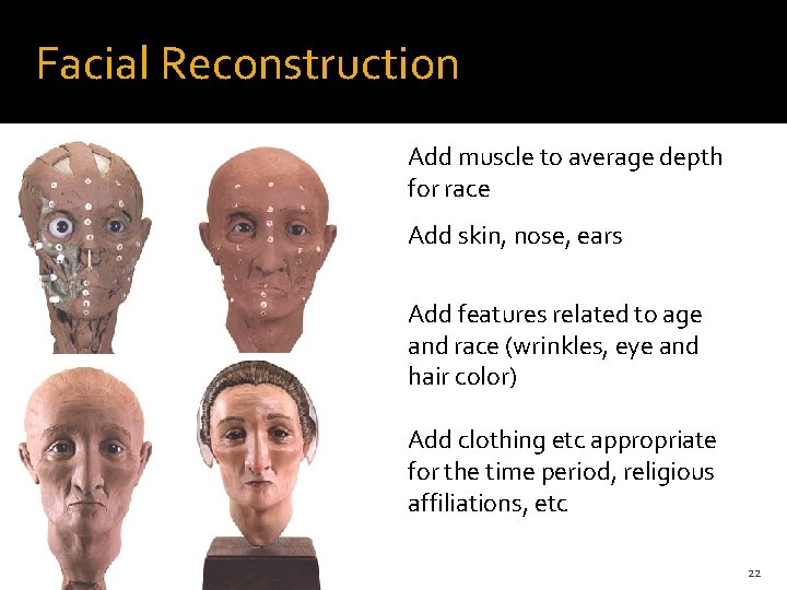 Facial Reconstruction Add muscle to average depth for race Add skin, nose, ears Add Facial Reconstruction Add muscle to average depth for race Add skin, nose, ears Add