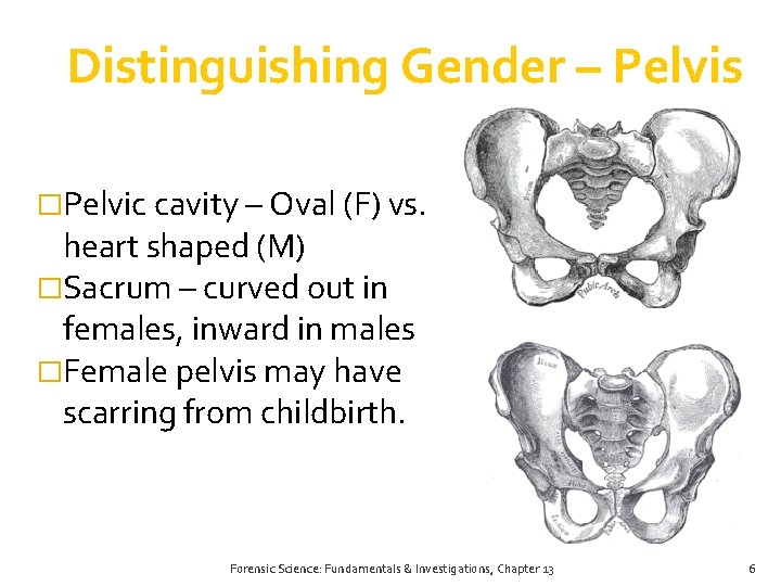 Distinguishing Gender – Pelvis �Pelvic cavity – Oval (F) vs. heart shaped (M) �Sacrum Distinguishing Gender – Pelvis �Pelvic cavity – Oval (F) vs. heart shaped (M) �Sacrum