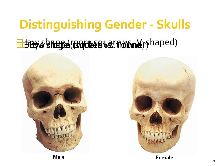 Distinguishing Gender - Skulls � Jaw square vs. V-shaped) �� Brow Eyeshape ridge(more (thicker Distinguishing Gender - Skulls � Jaw square vs. V-shaped) �� Brow Eyeshape ridge(more (thicker