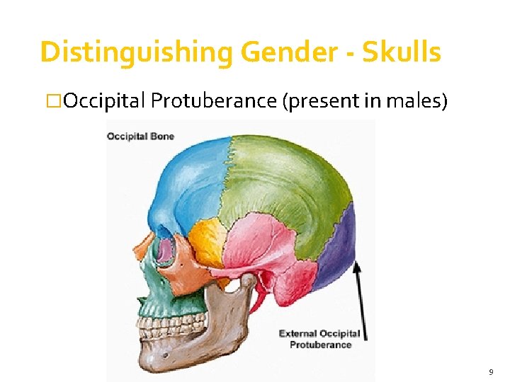 Distinguishing Gender - Skulls �Occipital Protuberance (present in males) Forensic Science: Fundamentals & Investigations, Distinguishing Gender - Skulls �Occipital Protuberance (present in males) Forensic Science: Fundamentals & Investigations,