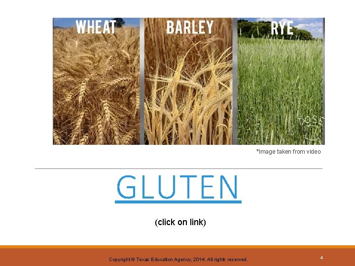 *Image taken from video GLUTEN (click on link) Copyright © Texas Education Agency, 2014.