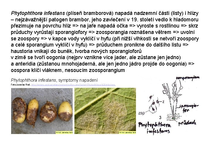 Phytophthora infestans (plíseň bramborová) napadá nadzemní části (listy) i hlízy – nejzávažnější patogen brambor,