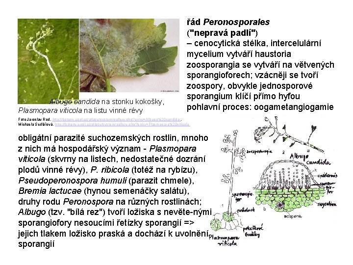  Albugo candida na stonku kokošky, Plasmopara viticola na listu vinné révy řád Peronosporales