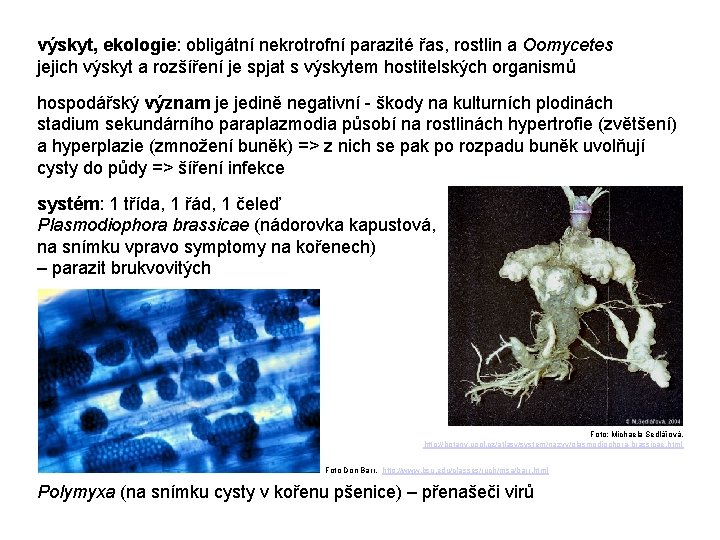 výskyt, ekologie: obligátní nekrotrofní parazité řas, rostlin a Oomycetes jejich výskyt a rozšíření je