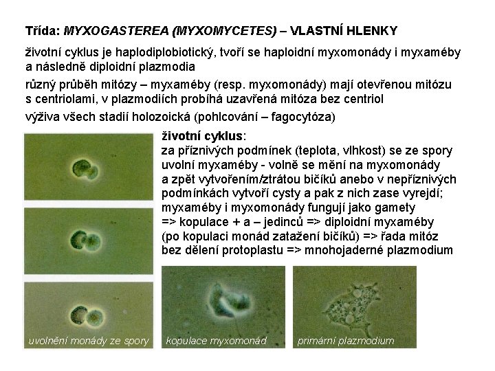 Třída: MYXOGASTEREA (MYXOMYCETES) – VLASTNÍ HLENKY životní cyklus je haplodiplobiotický, tvoří se haploidní myxomonády