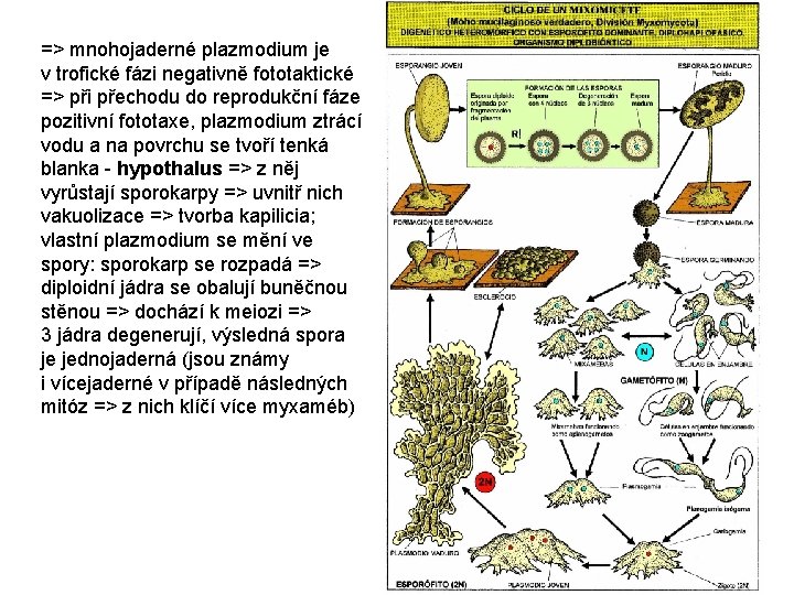 => mnohojaderné plazmodium je v trofické fázi negativně fototaktické => při přechodu do reprodukční