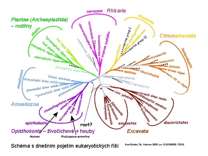 Rhizaria Plantae (Archaeplastida) – rostliny Chromalveolata Amoebozoa Opisthokonta – živočichové + houby Schéma s