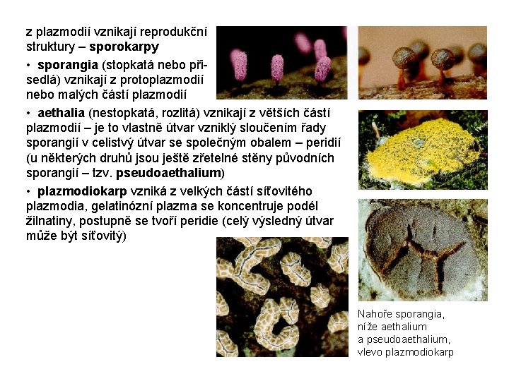 z plazmodií vznikají reprodukční struktury – sporokarpy • sporangia (stopkatá nebo přisedlá) vznikají z