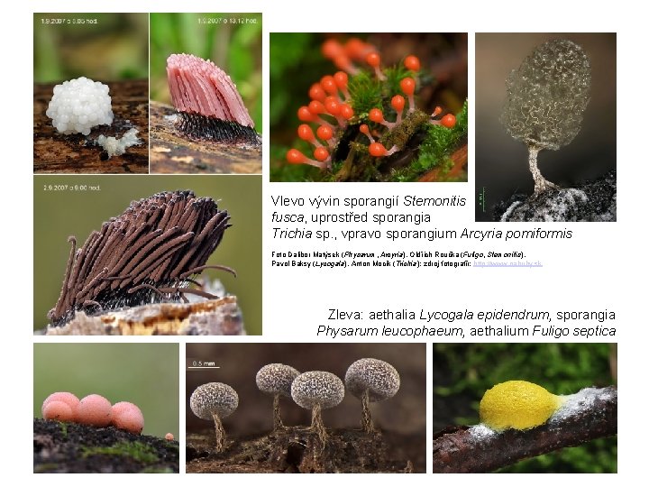 Vlevo vývin sporangií Stemonitis fusca, uprostřed sporangia Trichia sp. , vpravo sporangium Arcyria pomiformis