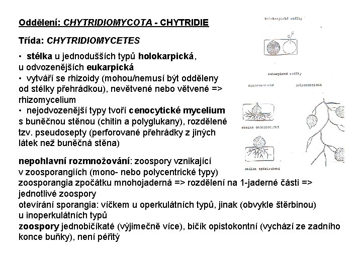 Oddělení: CHYTRIDIOMYCOTA - CHYTRIDIE Třída: CHYTRIDIOMYCETES • stélka u jednodušších typů holokarpická, u odvozenějších