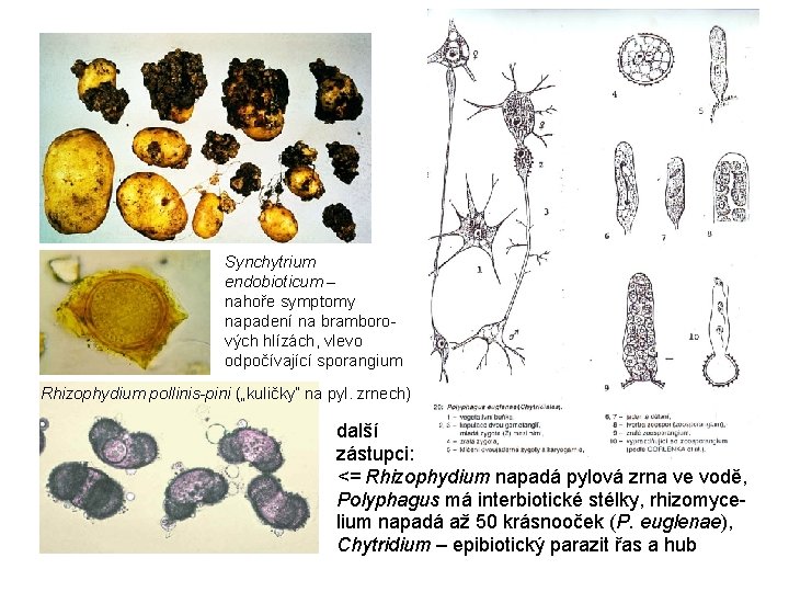 Synchytrium endobioticum – nahoře symptomy napadení na bramborových hlízách, vlevo odpočívající sporangium Rhizophydium pollinis-pini