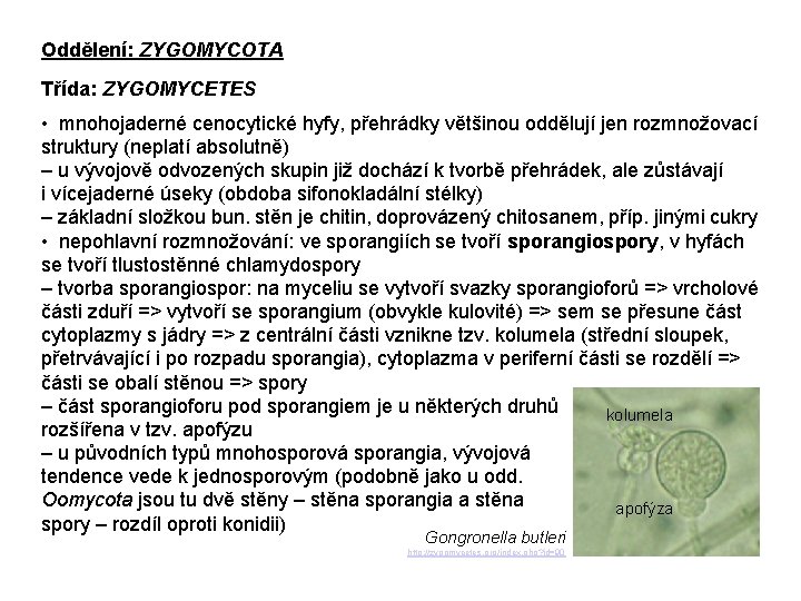 Oddělení: ZYGOMYCOTA Třída: ZYGOMYCETES • mnohojaderné cenocytické hyfy, přehrádky většinou oddělují jen rozmnožovací struktury