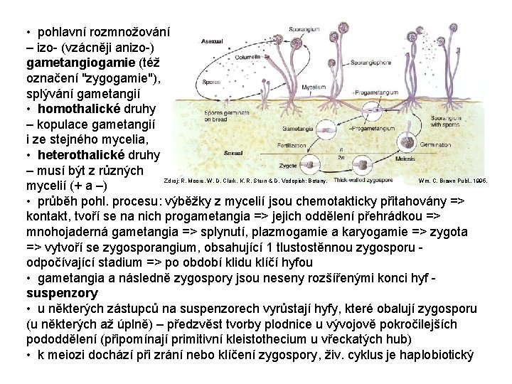 • pohlavní rozmnožování – izo- (vzácněji anizo-) gametangiogamie (též označení "zygogamie"), splývání gametangií