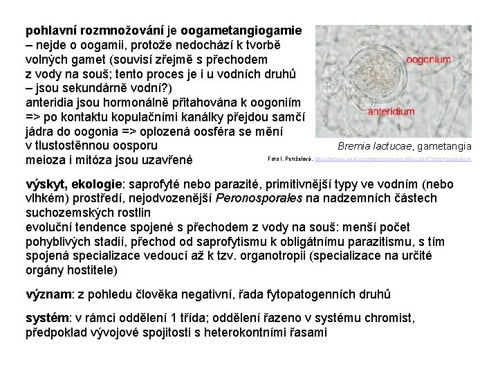 pohlavní rozmnožování je oogametangiogamie – nejde o oogamii, protože nedochází k tvorbě volných gamet