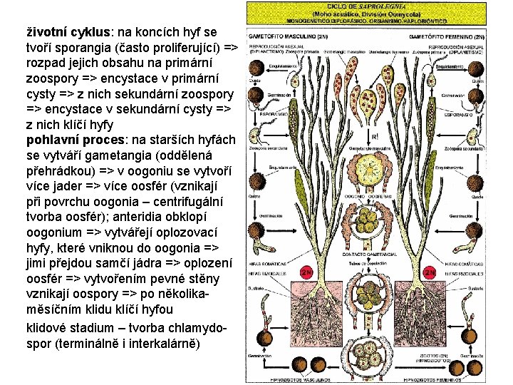 životní cyklus: na koncích hyf se tvoří sporangia (často proliferující) => rozpad jejich obsahu