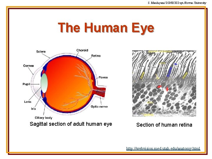 S. Mandayam/ DIP/ECE Dept. /Rowan University The Human Eye Sagittal section of adult human S. Mandayam/ DIP/ECE Dept. /Rowan University The Human Eye Sagittal section of adult human