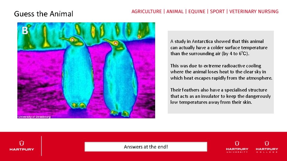 Guess the Animal B A study in Antarctica showed that this animal can actually