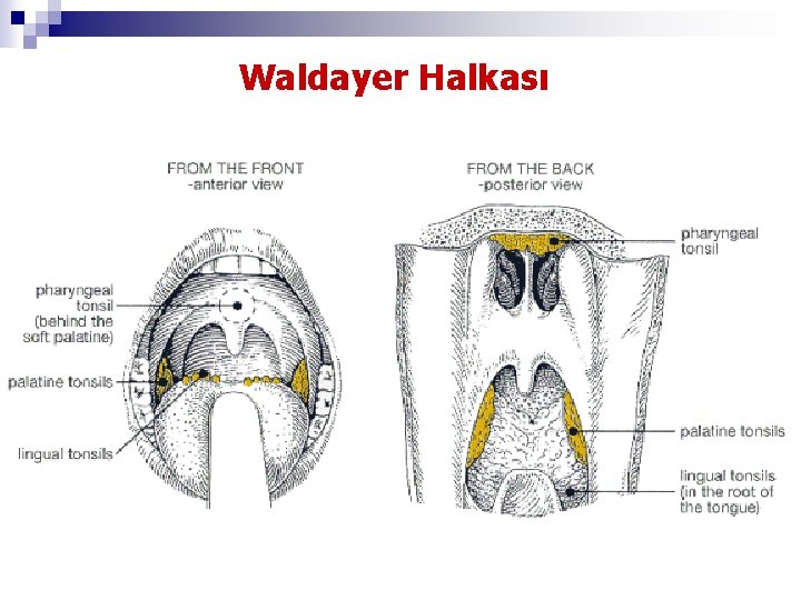 Waldayer Halkası 