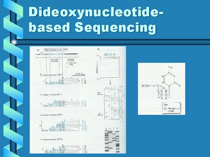 Dideoxynucleotidebased Sequencing 